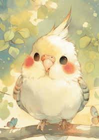超可愛の玄鳳鸚鵡❤️
