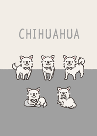 Doodle white chihuahua