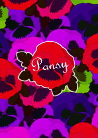 Pansy -Brilliant color-