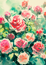 Beautiful rose flower(R4429)