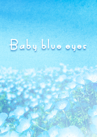 Baby blue eyes