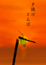 Sunset dragonfly