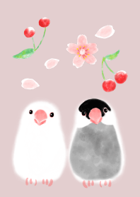 java sparrow and cherry