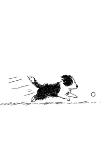 Full Speed! Happy Collie