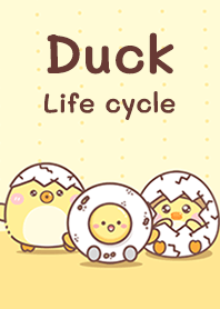 Duck life cycle!