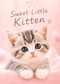 pink Fluffy Kitten Sweet Time