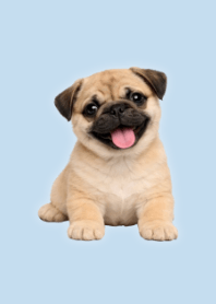 Tema Pug Boneka Lucu B/W 04