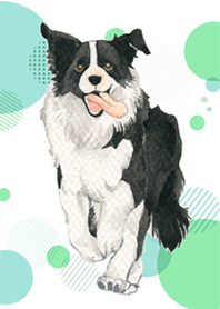 邊境牧羊犬-歪的工作室