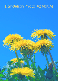 Dandelion Photo #2-29Not AI