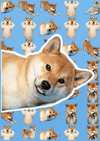 柴犬真人表演 藍黃色