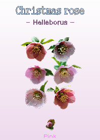 Christmasrose <Helleborus> Pink