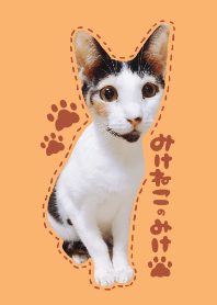 みけねこのみけ