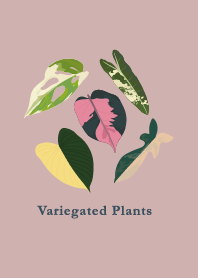 Variegated Plants 4