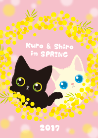 Tiny Black Cat & White Cat in spring