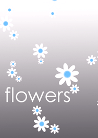 White and cute marguerite