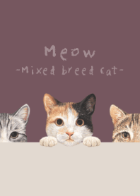Meow - Mixed breed cat 01 - DUSTY ROSE