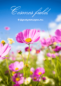 Cosmos field from Japan