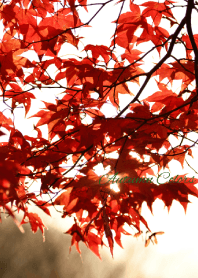 - Autumn Colors - 17