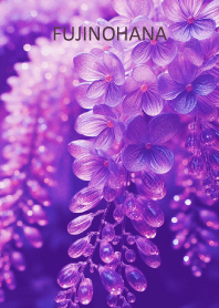 FUJINOHANA-hisatoto 18