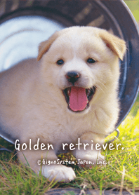 もっふもふな子犬♪