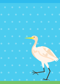 Cattle Egret on blue