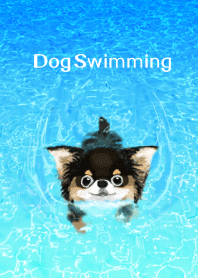 泳ぐ犬 : チワワ