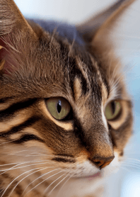 Cats run wild #CHWP212.