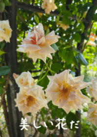 กุหลาบสีครีมอ่อนในแสงตะวัน