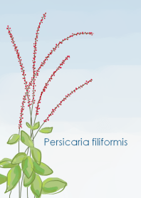 Persicaria filiformis ~水引草~