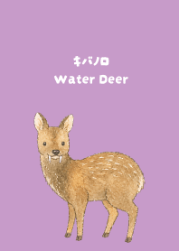 Water Deer light purple