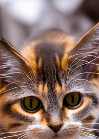 nyanko great runaway#madlj528