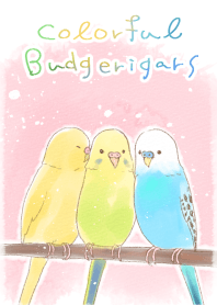 Colorful Budgerigars