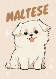 Maltese - Dog