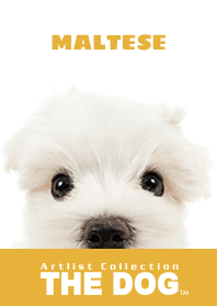 THE DOG Maltese 2