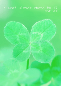 4-Leaf Clover Photo#8-17Not AI