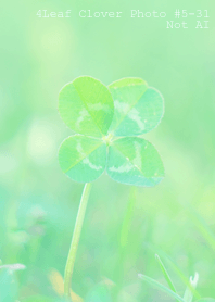 4leaf Clover Photo#5-31Not AI