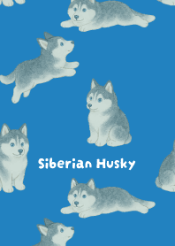 Round Siberian Husky2 on blue