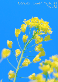 Canola Flower Photo #1-10 NotAI