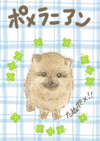 せみまりのポメラニアン着せかえ