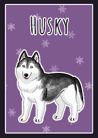 Huskey(Black)