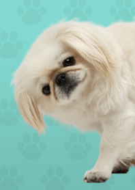 ธีมปักกิ่งสีขาว Green 08