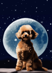 moon toypoodle