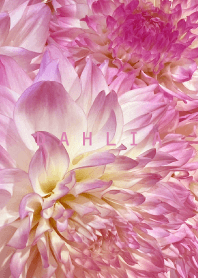 DAHLIA-Pink Flower 32