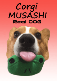 Real DOG Corgi MUSASHI