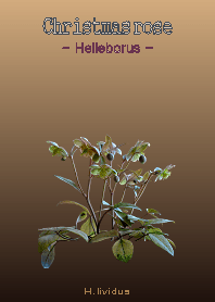 Christmasrose [Helleborus] H.lividus
