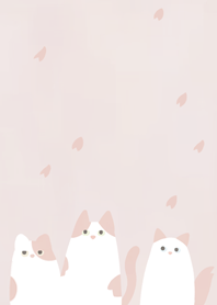 Order cat - sakusa