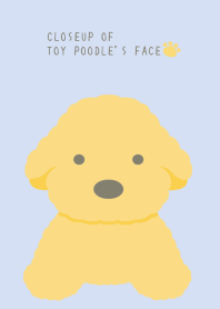 CLOSEUP OF TOY POODLE'S FACE/BLUE GRAY