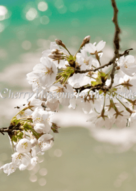 Cherry blossoms by the seaside