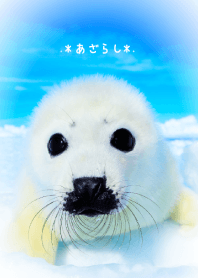 .*Seal*.