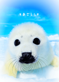 .*あざらし*.